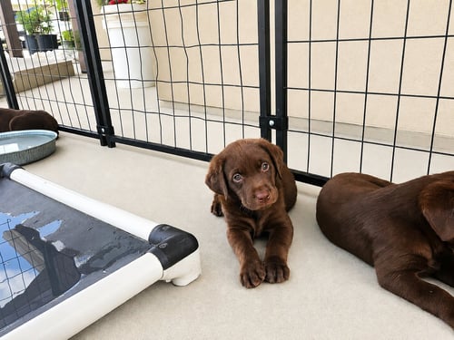 QUINN, APRIL, & TRUFFLES - Labrador Retriever available for adoption