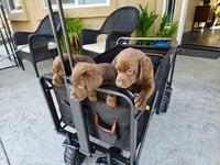 Quinn, April, & Truffles - Photo 3