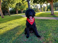 Knight - Photo 2