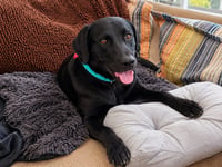 Roscoe - Photo 4