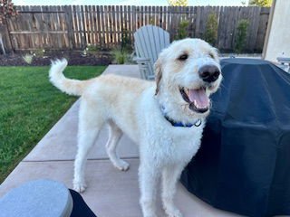 OLLIE - Labrador Retriever / Poodle (Standard) available for adoption