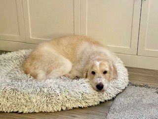 OLLIE - Labrador Retriever / Poodle (Standard) available for adoption