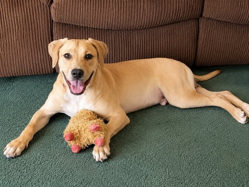 GUMBALL - Labrador Retriever for adoption in Fresno