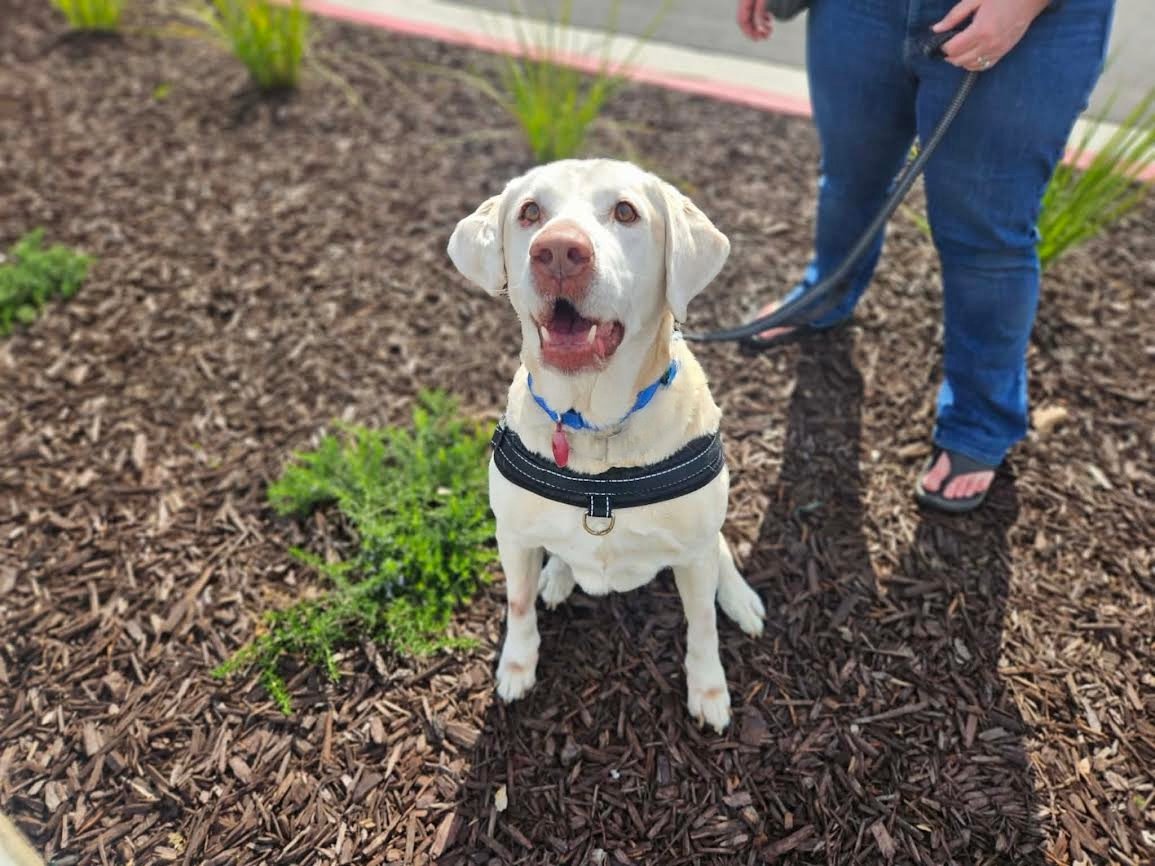 TANNER - Labrador Retriever for adoption in Fresno
