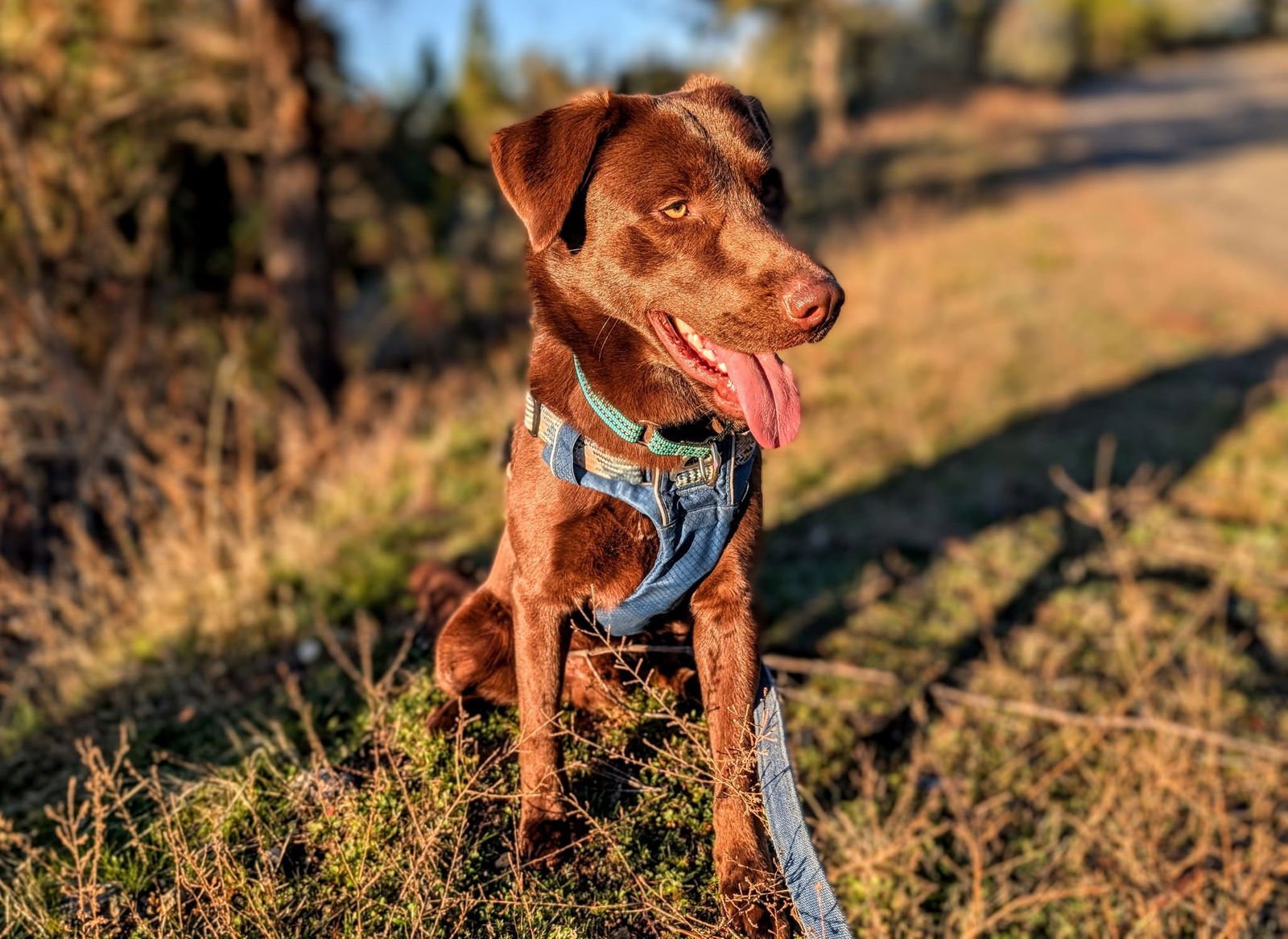MAYNARD - Labrador Retriever available for adoption