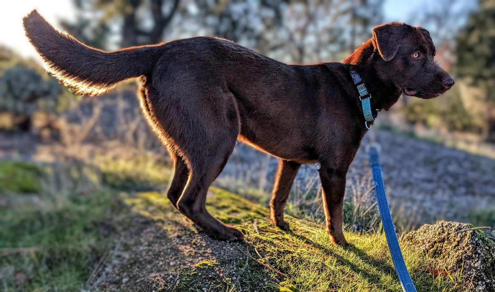MAYNARD - Labrador Retriever available for adoption