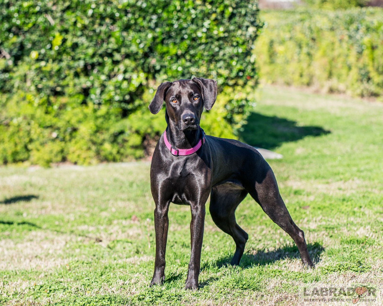 RUBY - Labrador Retriever available for adoption