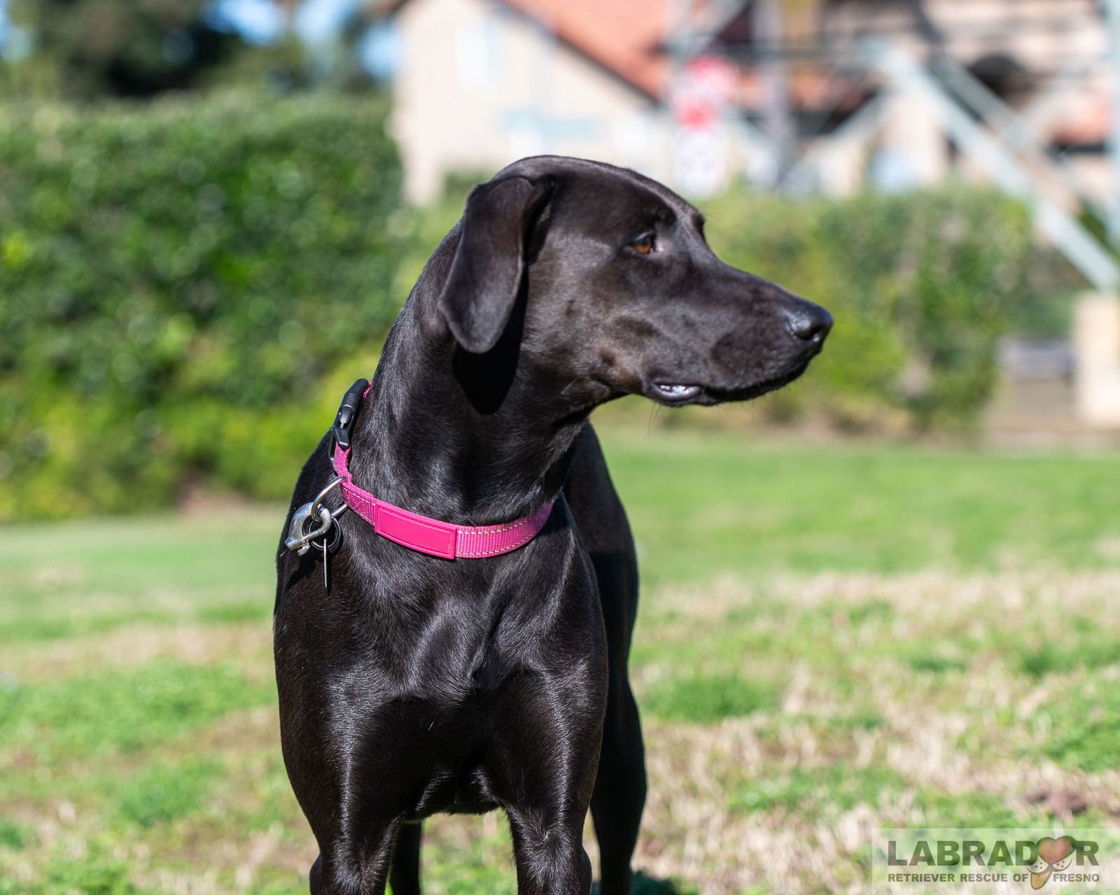 RUBY - Labrador Retriever available for adoption