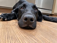 Brady - Photo 3
