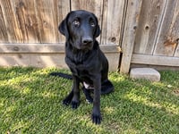 Brady - Photo 1