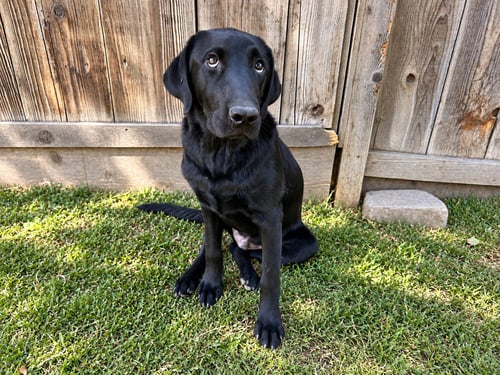 BRADY - Labrador Retriever available for adoption