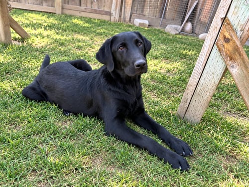 BRADY - Labrador Retriever available for adoption