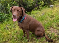 Tucker - Photo 1