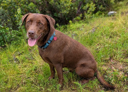 TUCKER - Labrador Retriever for adoption in Fresno