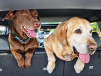 Tucker - Photo 2