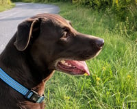 Tucker - Photo 3