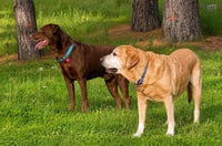 Tucker - Photo 4