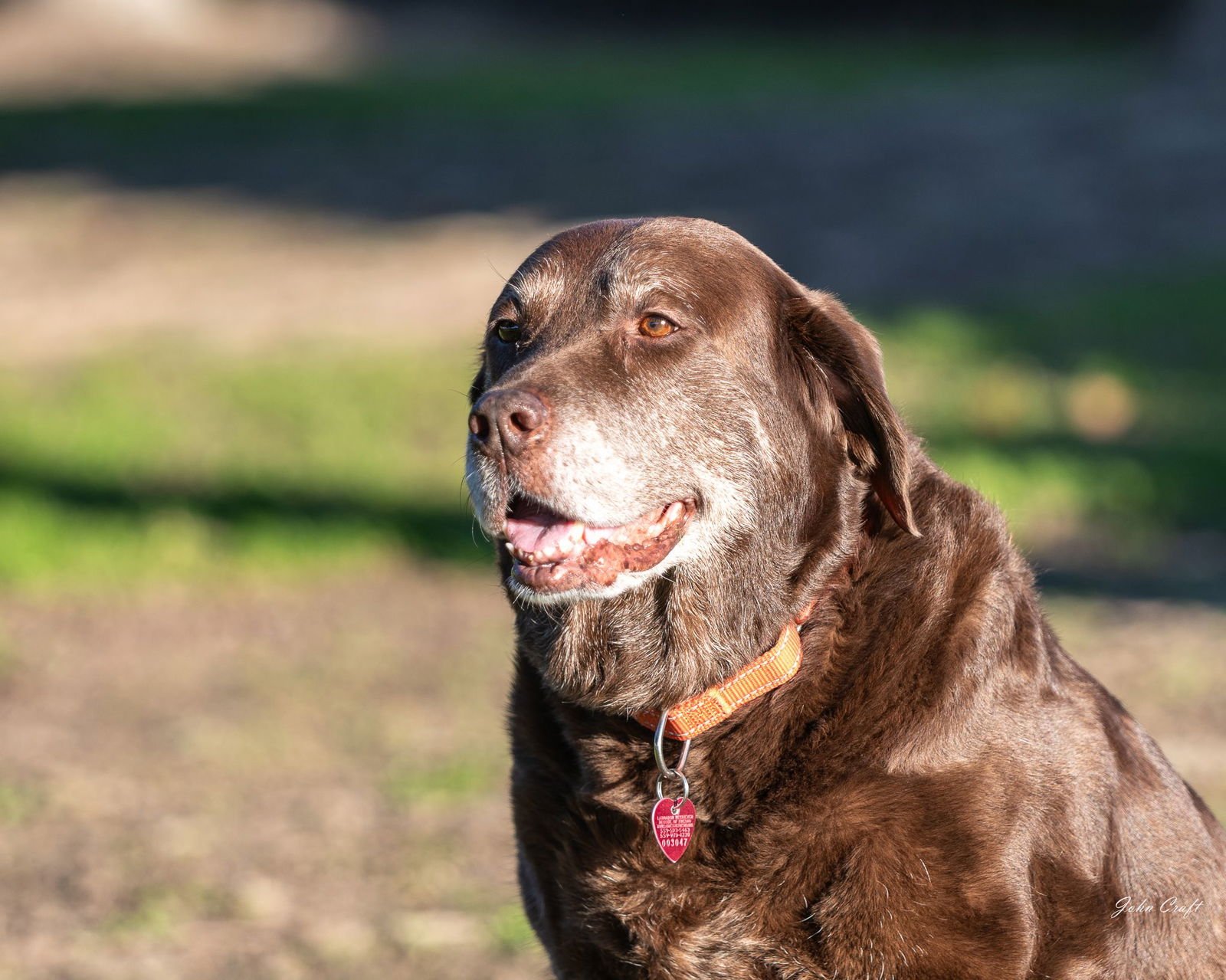 KOA - Labrador Retriever available for adoption