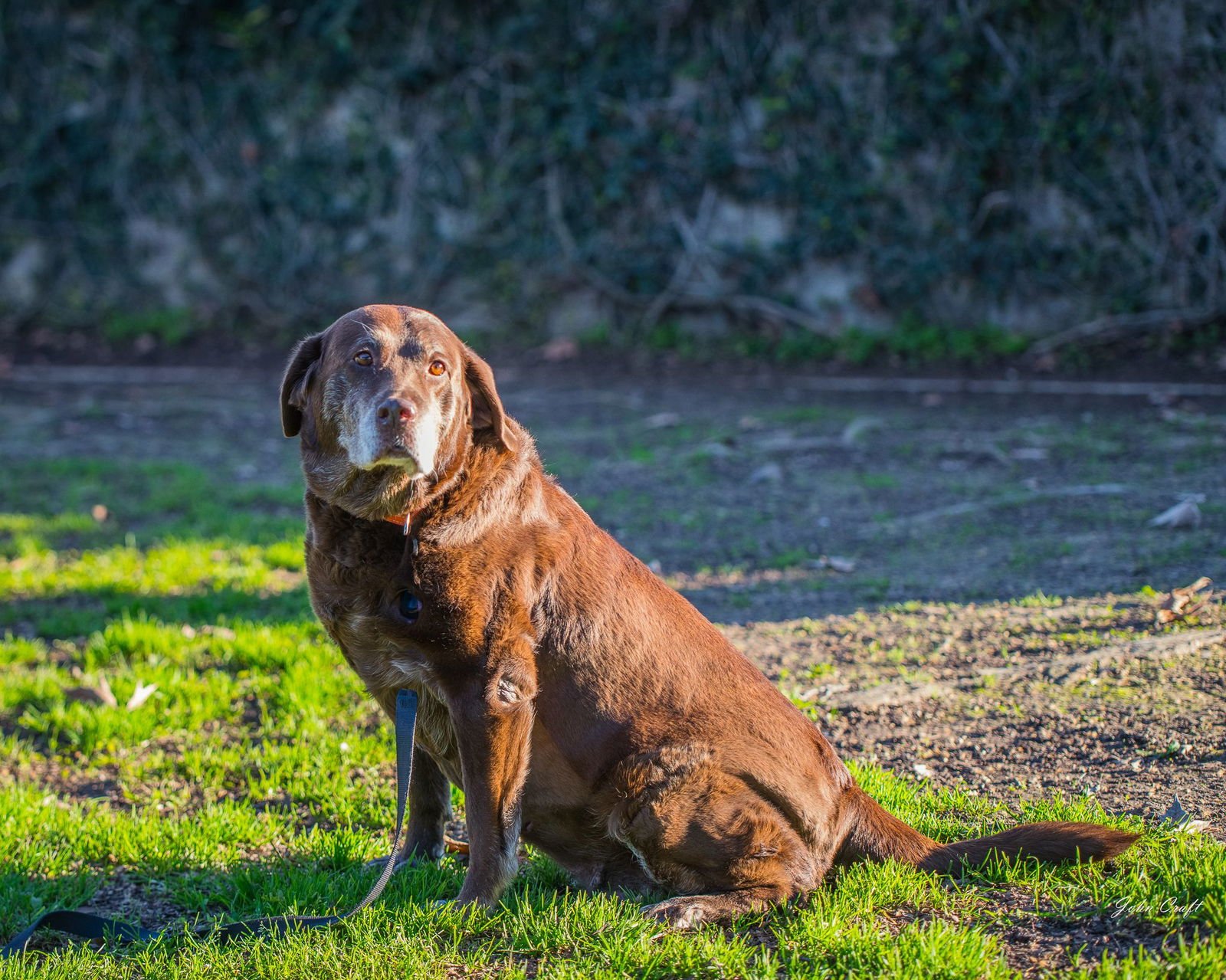 KOA - Labrador Retriever available for adoption