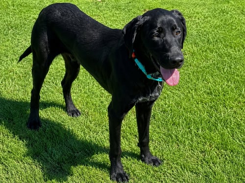 ADONIS - Labrador Retriever available for adoption