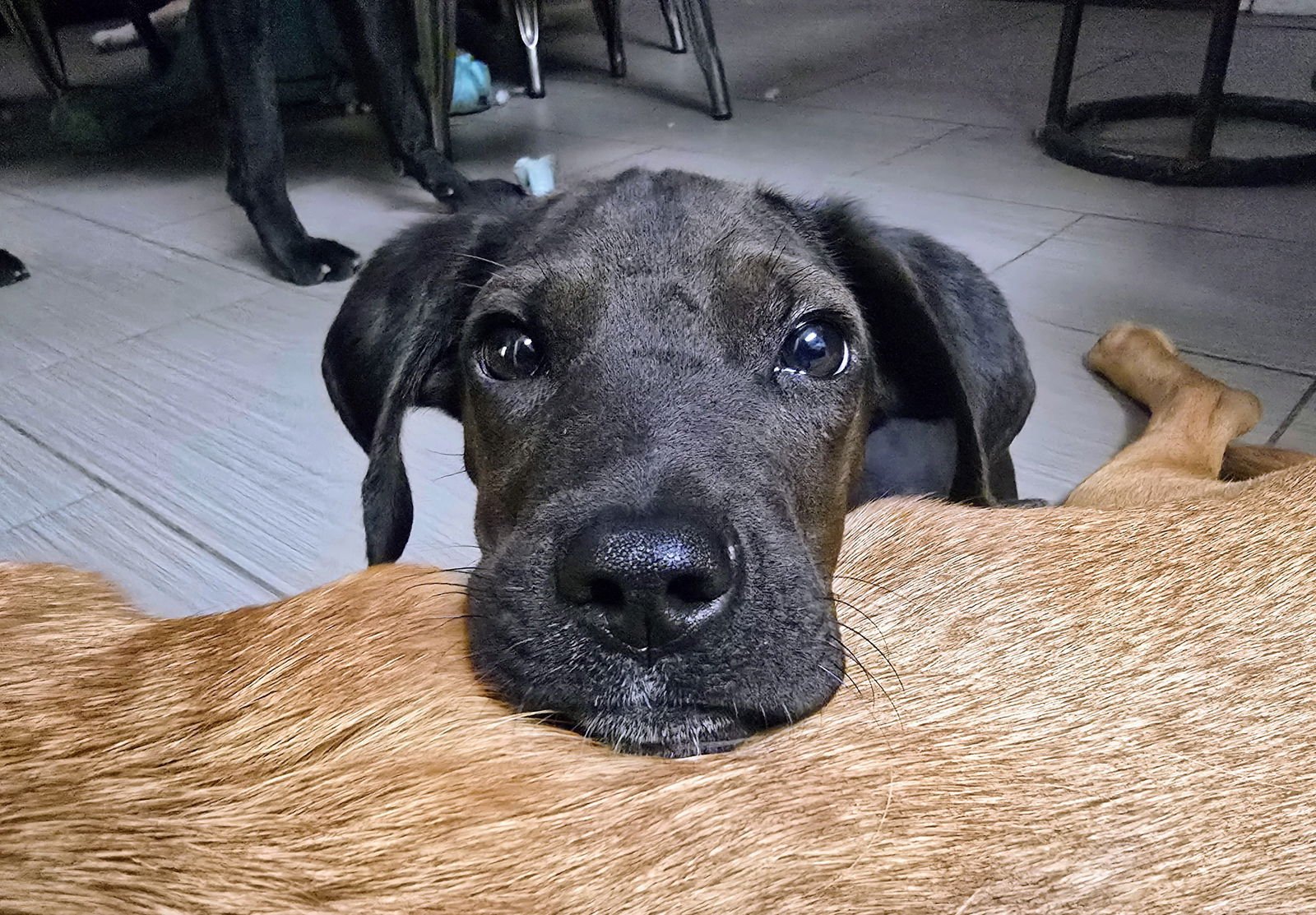 BANSKY - Labrador Retriever available for adoption