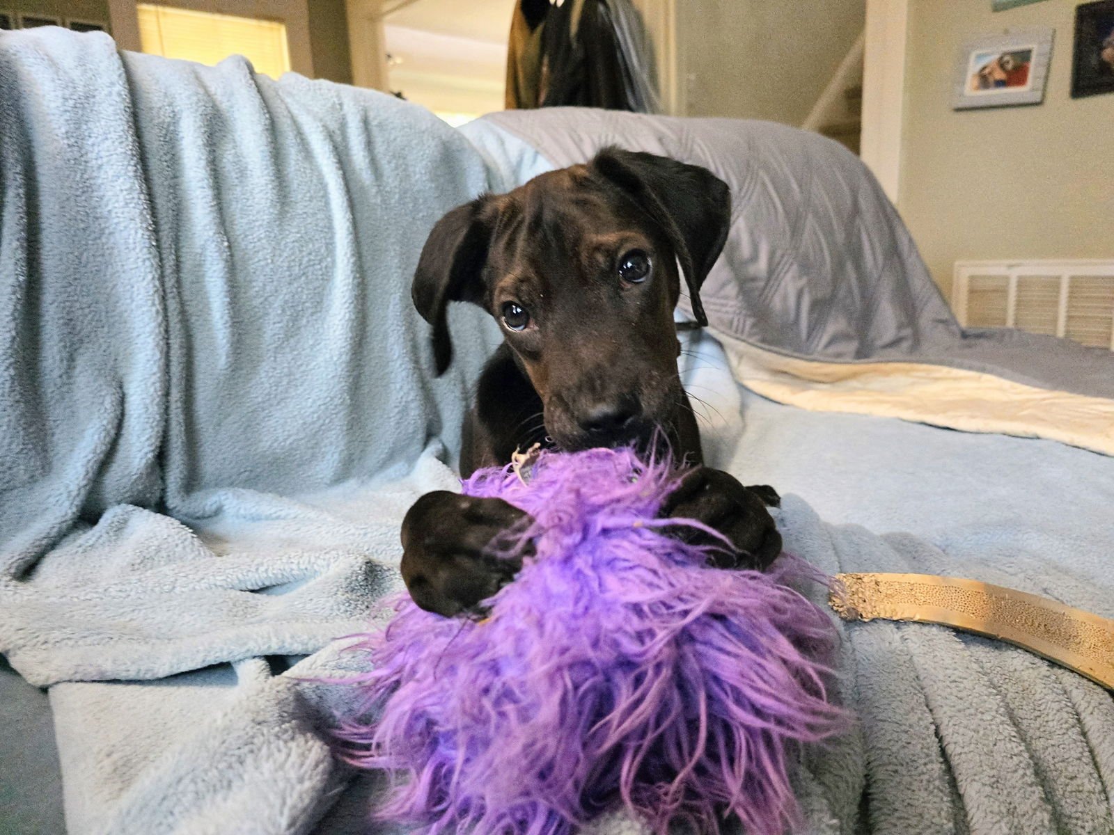 BANSKY - Labrador Retriever available for adoption