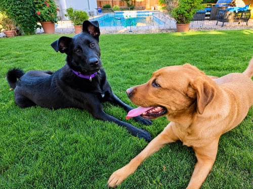 TILLY - Labrador Retriever for adoption in Fresno