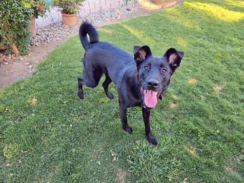 TILLY - Labrador Retriever available for adoption