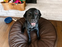 Gunner - Photo 2