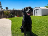 Gunner - Photo 3