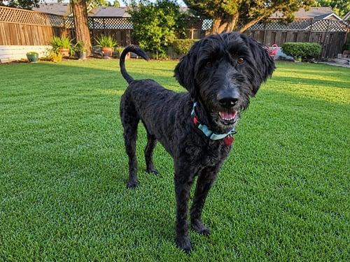 SHADOWFAX - Labrador Retriever / Poodle (Standard) for adoption in Fresno