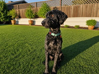 Shadowfax - Photo 2