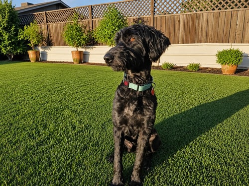 SHADOWFAX - Labrador Retriever / Poodle (Standard) available for adoption