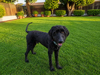 Shadowfax - Photo 3