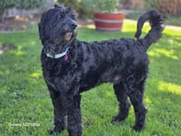 Shadowfax - Photo 4