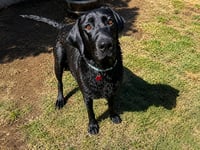 Gracie - Photo 2