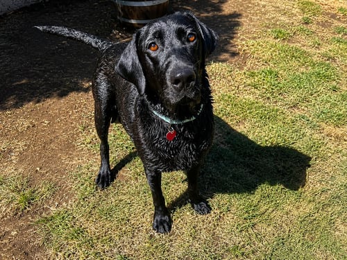 GRACIE - Labrador Retriever available for adoption