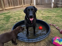 Gracie - Photo 3
