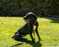 Sapphire - Photo 4