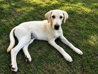 Nico - Photo 3