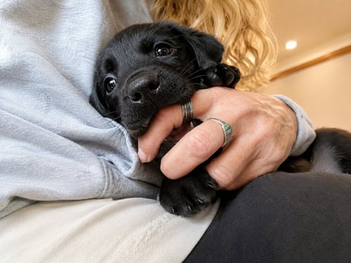 NAOMI, EMMYLOU & REBA - Labrador Retriever available for adoption