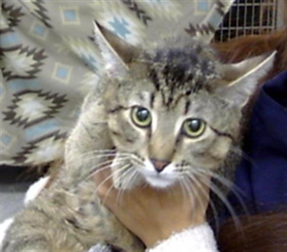 SIMBA - Domestic Short Hair available for adoption