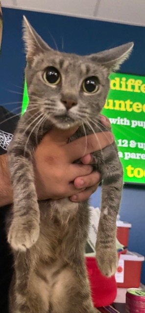 PLUM - Domestic Short Hair available for adoption