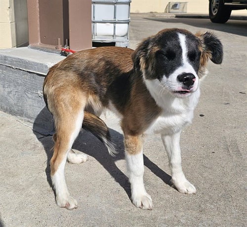 A183974 - Saint Bernard available for adoption