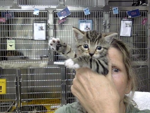 A186796 - Domestic Short Hair available for adoption