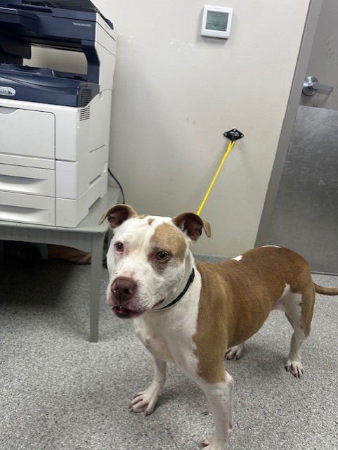 CHERRY - Pointer available for adoption