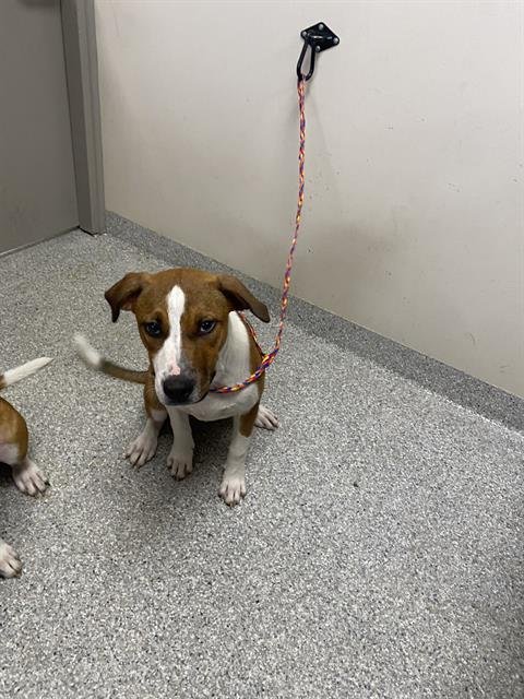 LUCY - Pointer available for adoption