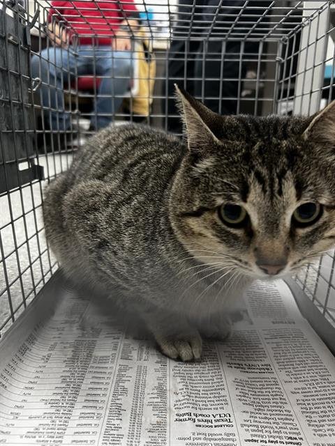 HUNTER - Domestic Short Hair available for adoption