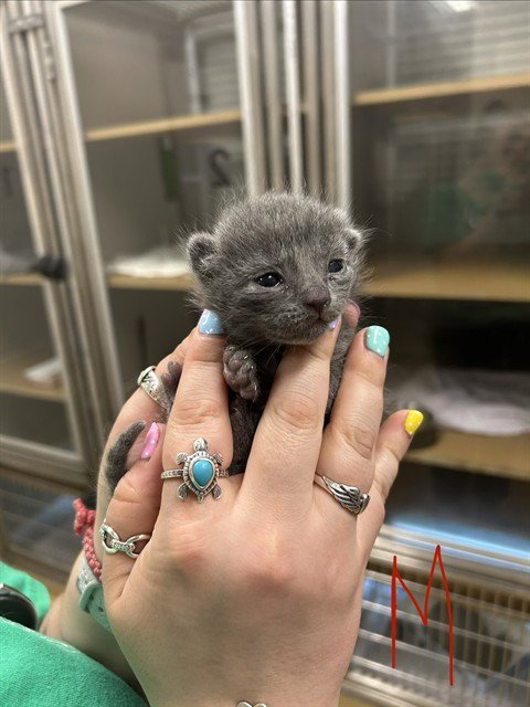 A184225 - Domestic Short Hair available for adoption