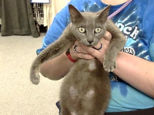 A184353 - Domestic Short Hair available for adoption